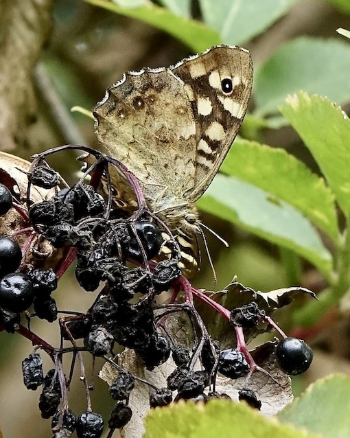speckled wood
